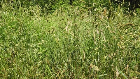 Green grass in the wind in the field Stock-Footage 133722225