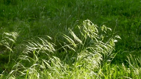 Green grass wind flow movement Stock Footage 156855952
