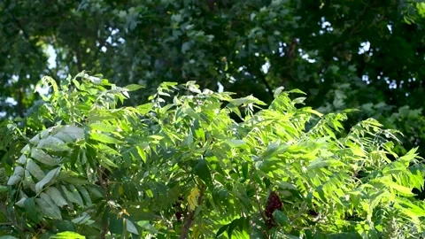 Green grass wind flow movement Stock Footage 156856000