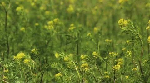 Green grass on the wind Stock Footage 5026301