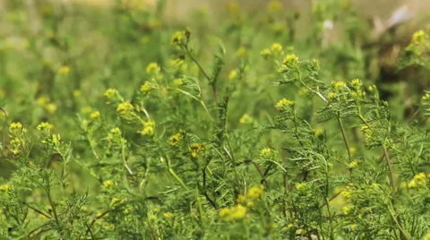 Green grass on the wind Stock Footage 5028732
