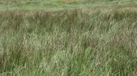 Green grass in the wind Stock Footage 5963983
