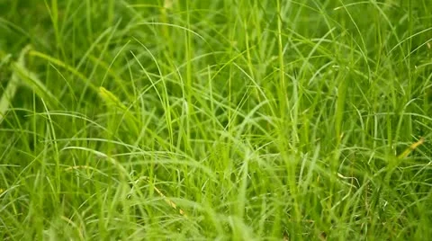 Green Grass on the wind 库存影片 10901290