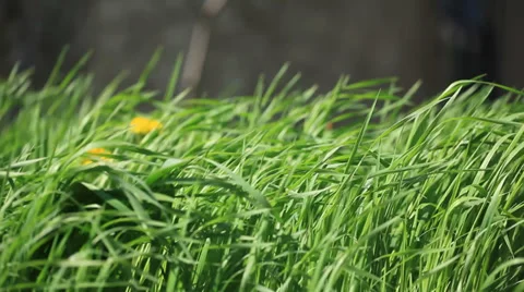 Green grass in the wind Stock Footage 39645340