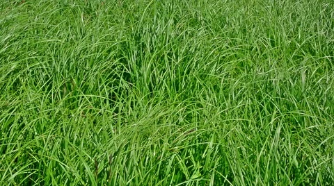 Green grass in the wind. Stock Footage 50375212