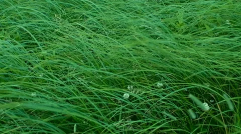 Green grass on a wind Stockbeeldmateriaal 54896874