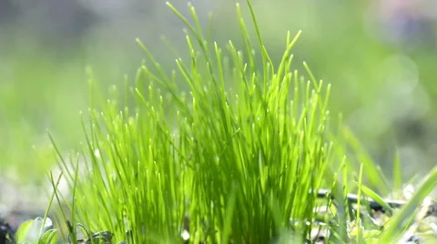 Green grass in wind Stock Footage 56021696