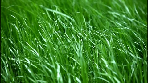 Green grass on the wind Stock Footage 84515380