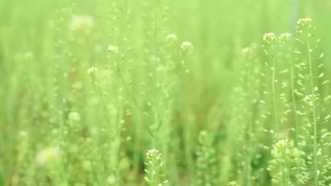 Green grass on the wind Stock Footage 88507507
