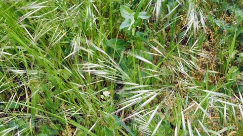 Green Grass On The Wind Stock Footage 89684719