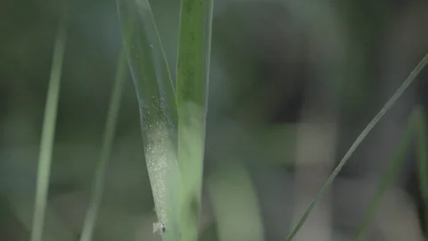 Green grass in the wind 스톡 동영상 103376173