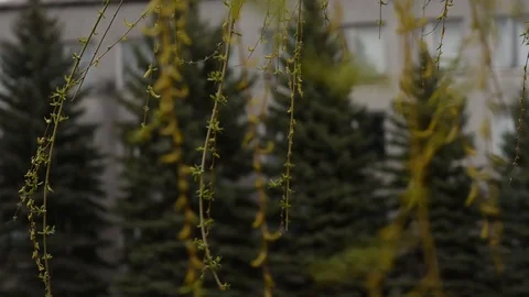 Green grass in the wind Stock Footage 128453095