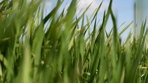 Green grass in the wind Stock Footage 128543927
