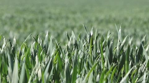 Green grass in the wind Stock-Footage 129618590