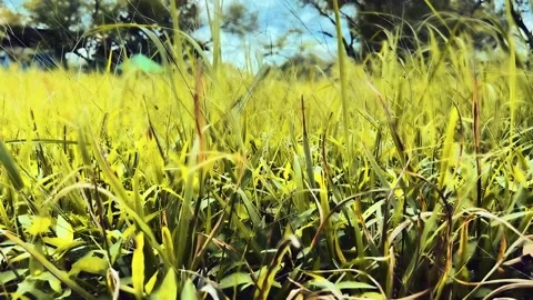 Green grass in the wind Stock Footage 211169820