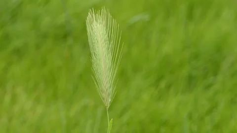 Green grass in the wind Stock Footage 240990935