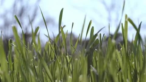 Green grass in the wind Stock Footage 241550977