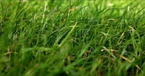 Green grass in the wind Stock Footage 267820522
