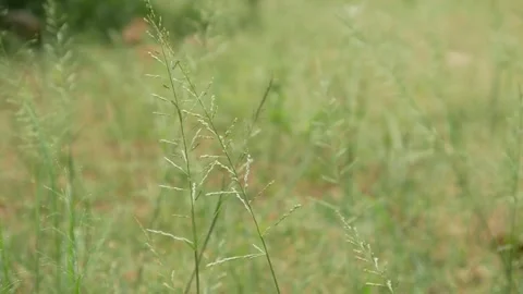 Green grass in the wind Stock Footage 306744181