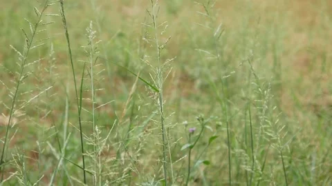 Green grass in the wind Stock Footage 306744190