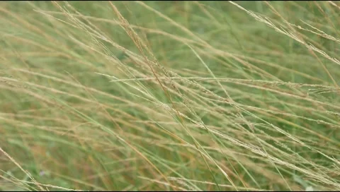 Green grass in the wind Stock Footage 306744470