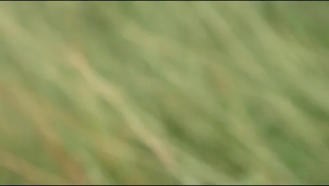 Green grass in the wind Stock Footage 306744482