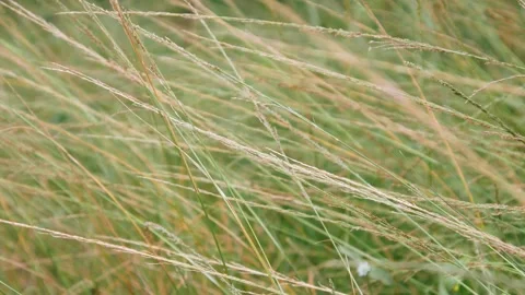 Green grass in the wind Stock Footage 306744517