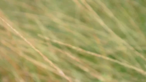Green grass in the wind Stock Footage 306744545