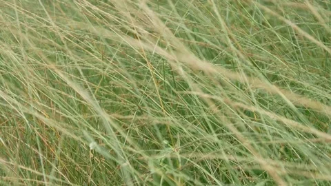 Green grass in the wind Stock Footage 306744548