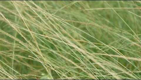 Green grass in the wind Stock Footage 306744901