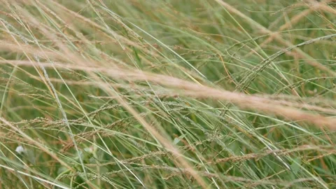 Green grass in the wind Stock Footage 306744923