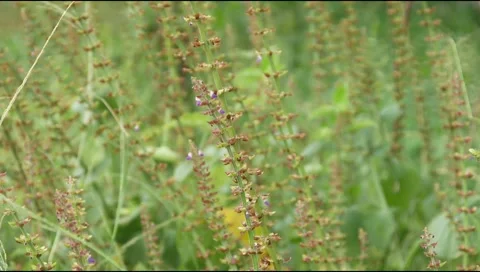 Green grass in the wind Stock Footage 306754907