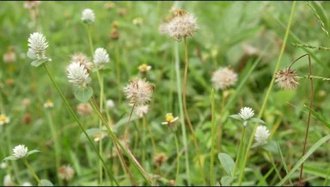 Green grass in the wind Stock Footage 306758121