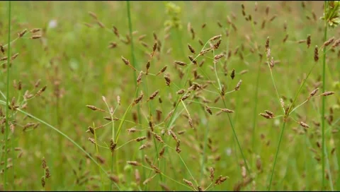 Green grass in the wind Stock Footage 306758262
