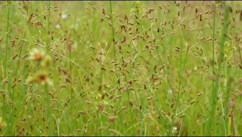 Green grass in the wind Stock Footage 306758315