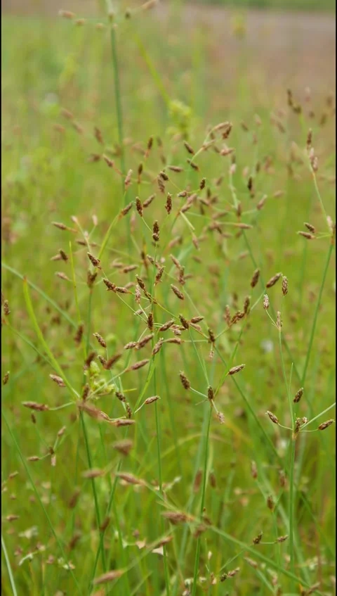 Green grass in the wind Stock Footage 306758322