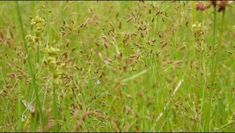 Green grass in the wind Stock Footage 306758353