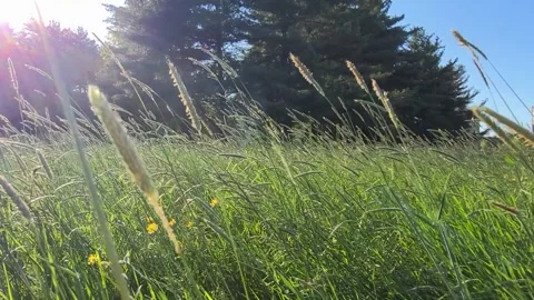 Green grass in the wind Stock Footage 307864733