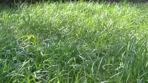 Green grass in the wind. high, uncut lawn. close-up. Stock Footage 200702595