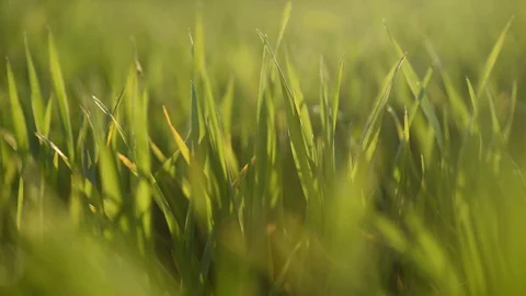 Green grass in the wind illuminated by the sun Stock Footage 129082268