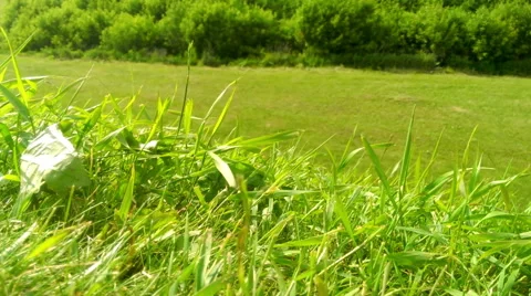 Green grass in a wind in lawn 스톡 동영상 51224032