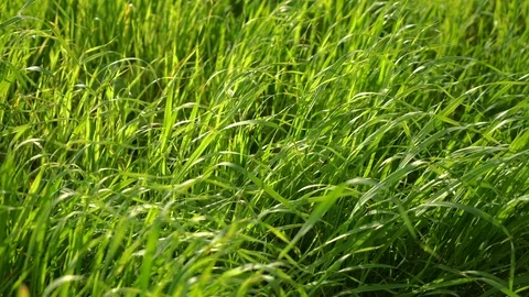 Green grass in the wind. Motion in the frame from left to right.  Video stock 107569123