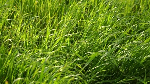 Green grass in the wind. Motion in the frame from left to right.  Video stock 107569211
