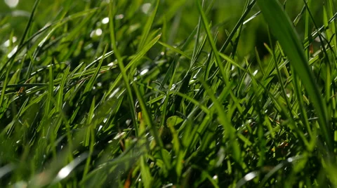 Green grass with wind moving the grass around Stock Footage 48831502