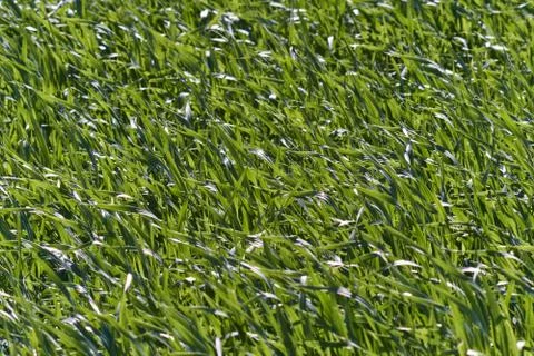 Green Grass In The Wind Stock Photos