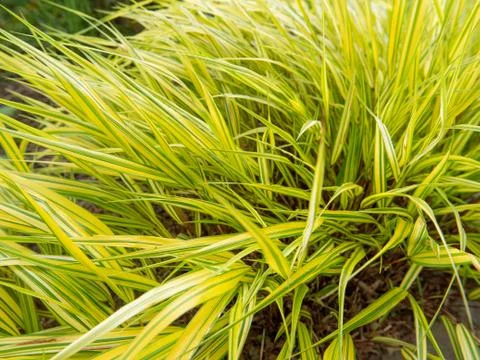 Green grass in the wind Stock Photos