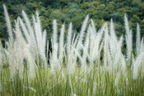 Green grass in the wind Stock Photos