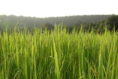 Green grass in the wind Stock Photos