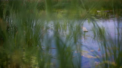 Green grass wind river background Stock Footage 57763928