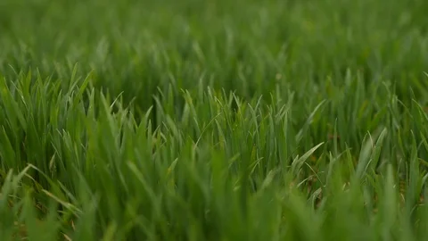 Green grass in the wind slow Stock Footage 128453027